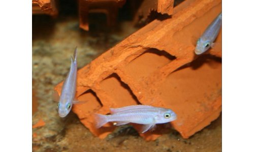 Melanochromis maingano white